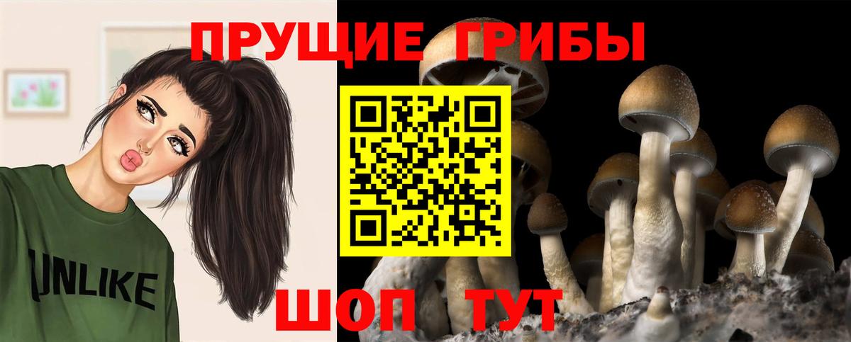 Галлюциногенные грибы Psilocybe Алушта